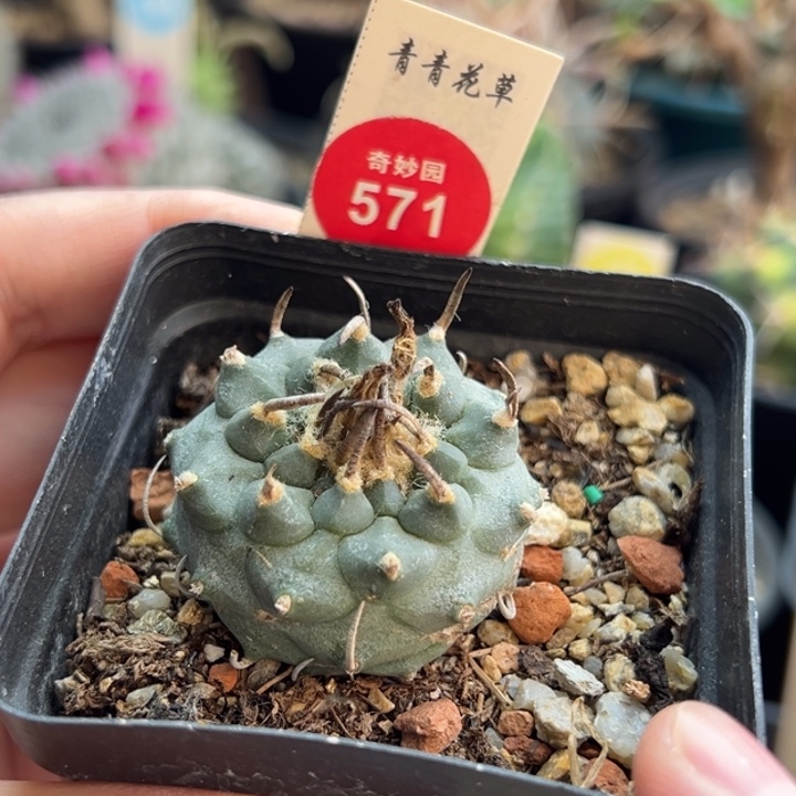 实生南格瑞特娇丽3.8cm