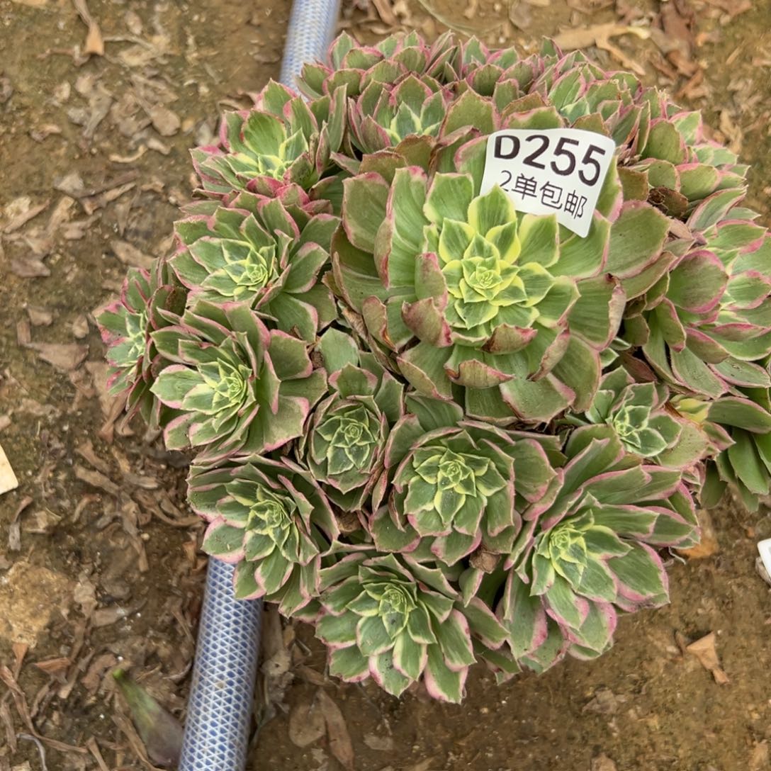 255多肉水蜜桃不包断头