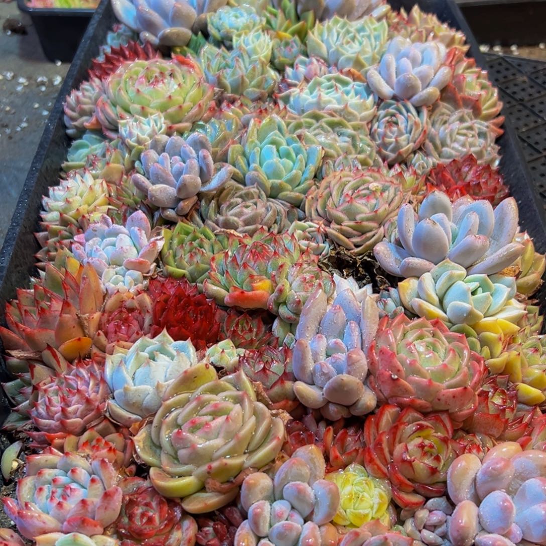 226多肉葡萄的味道是什么味道