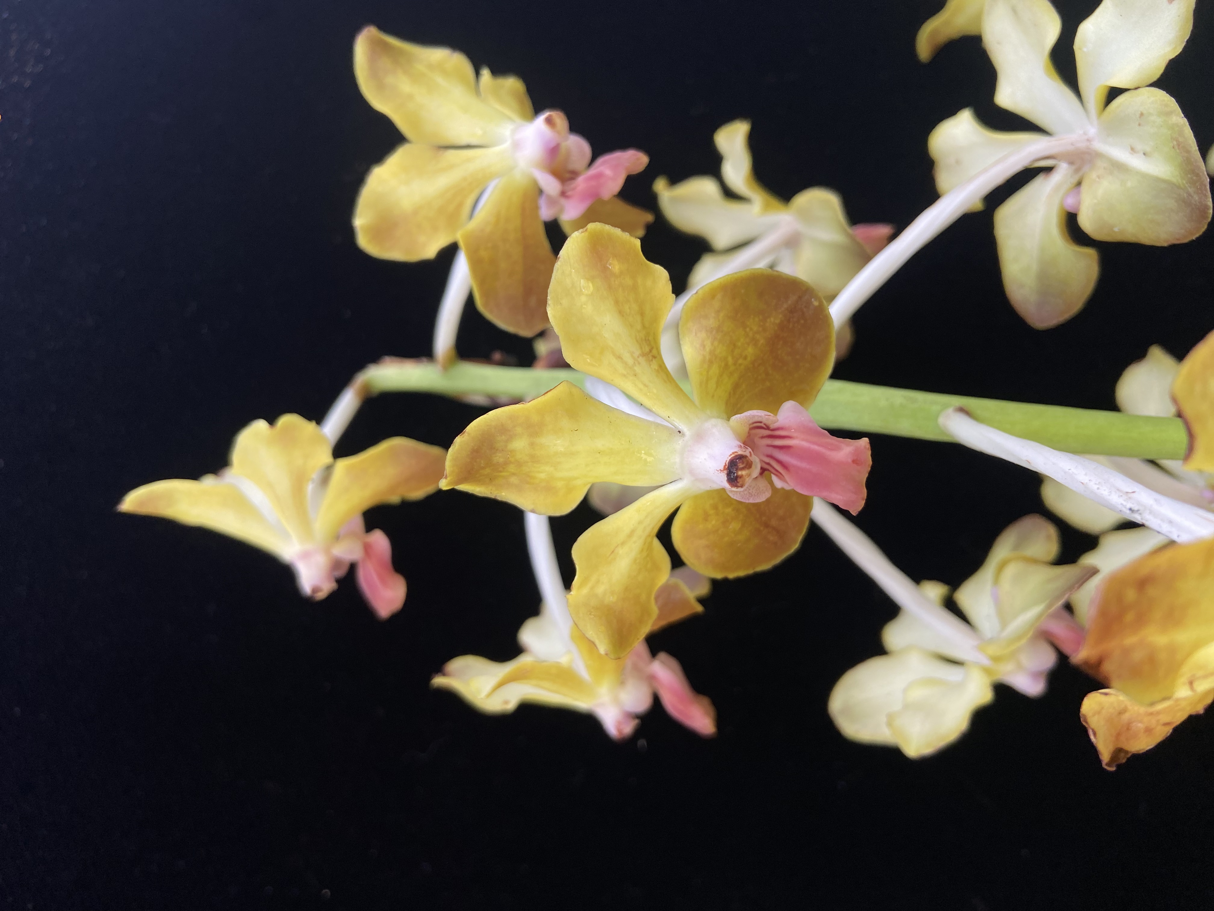 泰国香槐花万代兰（浓香）花卉盆栽绿植空气根