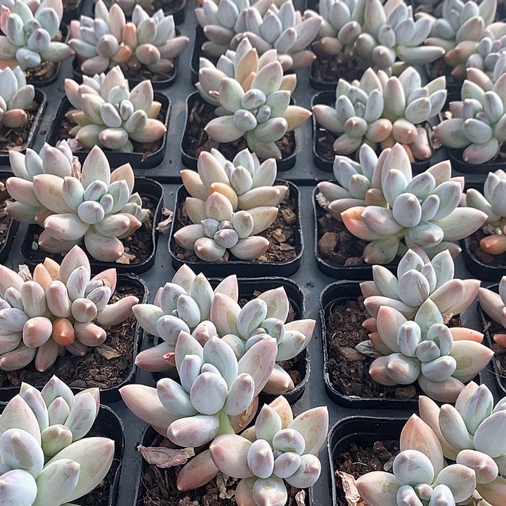 14松果美人 双头 福利多多