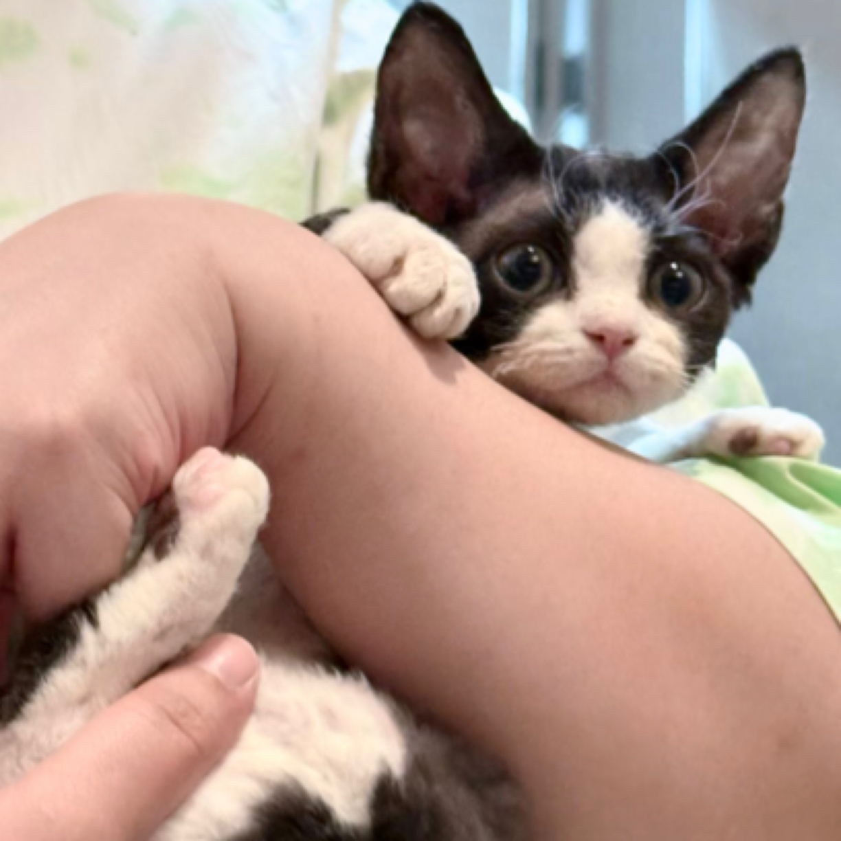 德文卷毛猫黑白妹妹