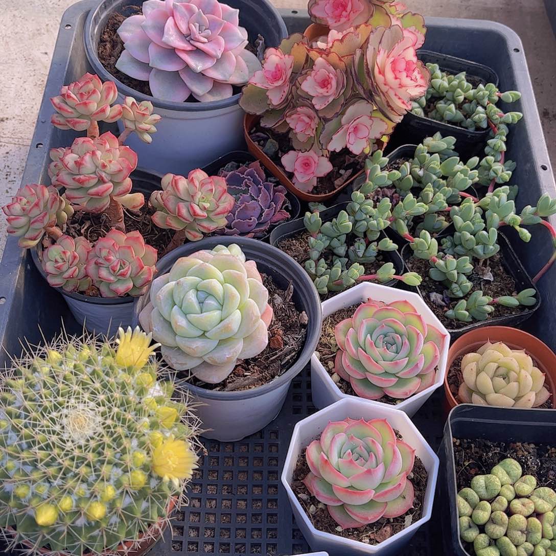 多肉619多肉植物