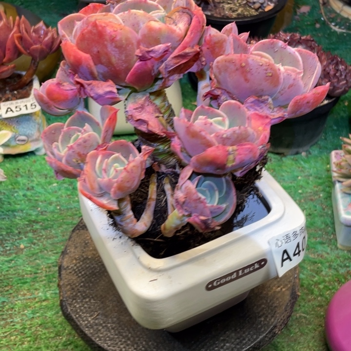 迪***闪莫妮卡多肉一物一拍