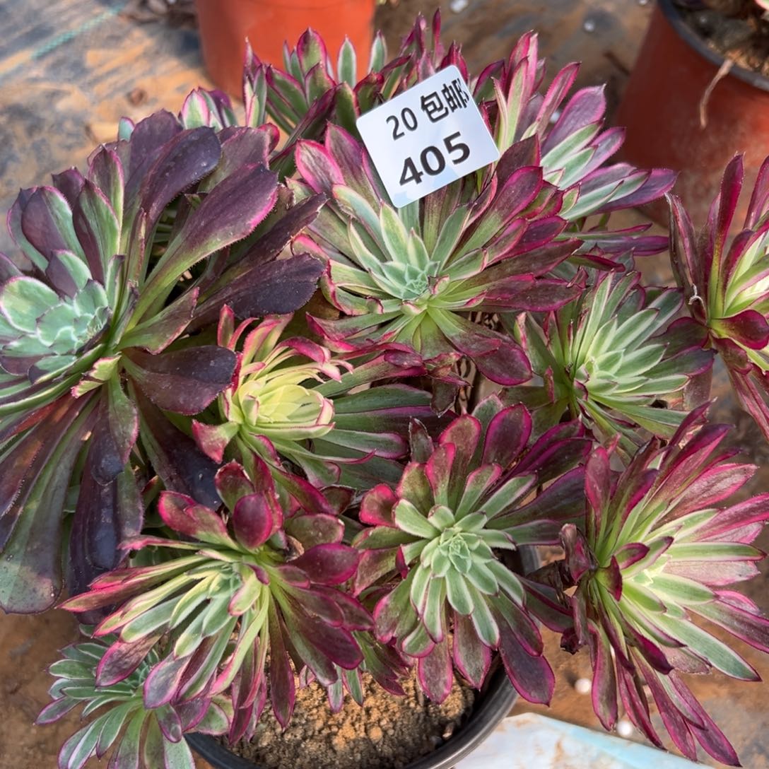 405仙墨丛林满20包邮嘟叮熊