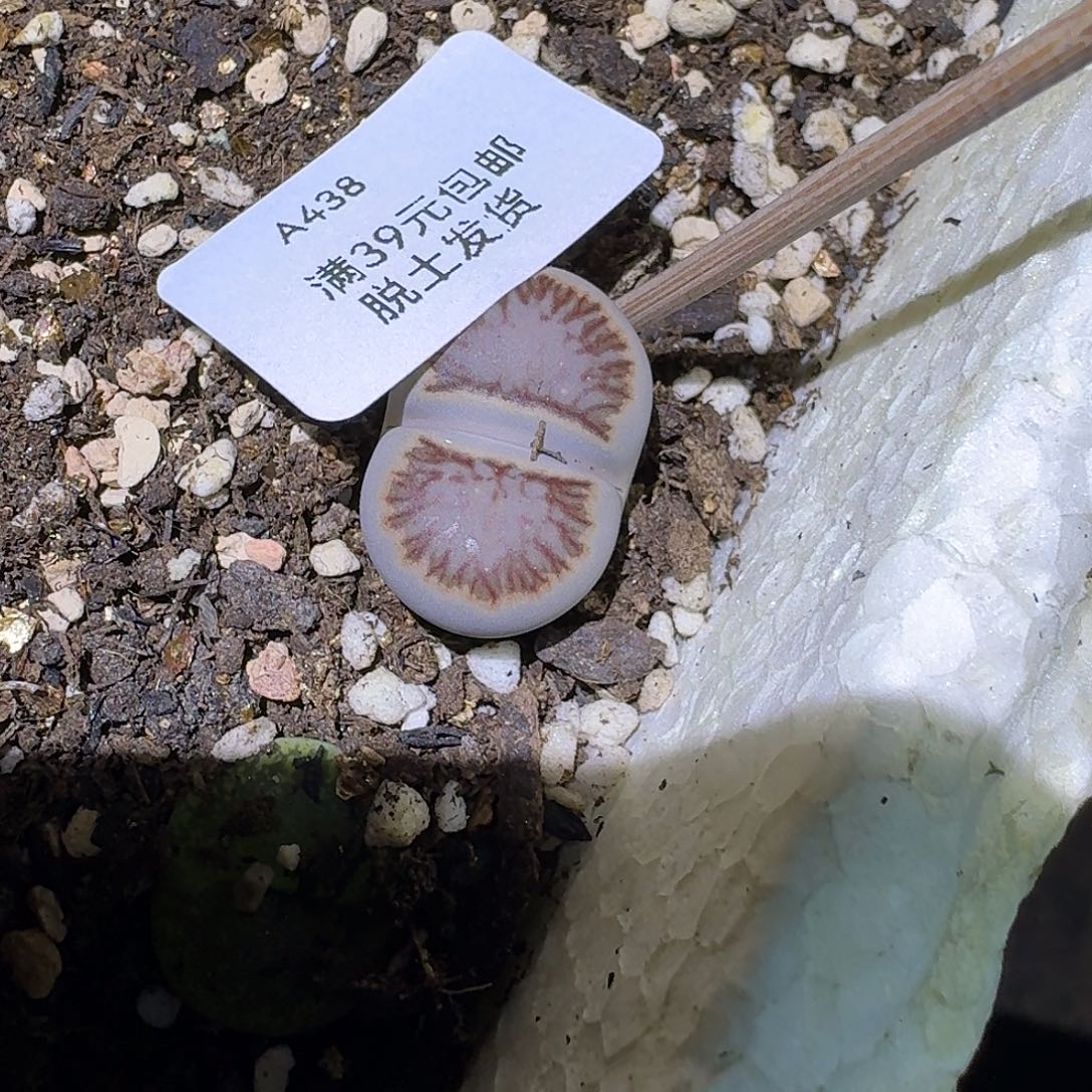 438多肉哈哈哈哈哈哈哈