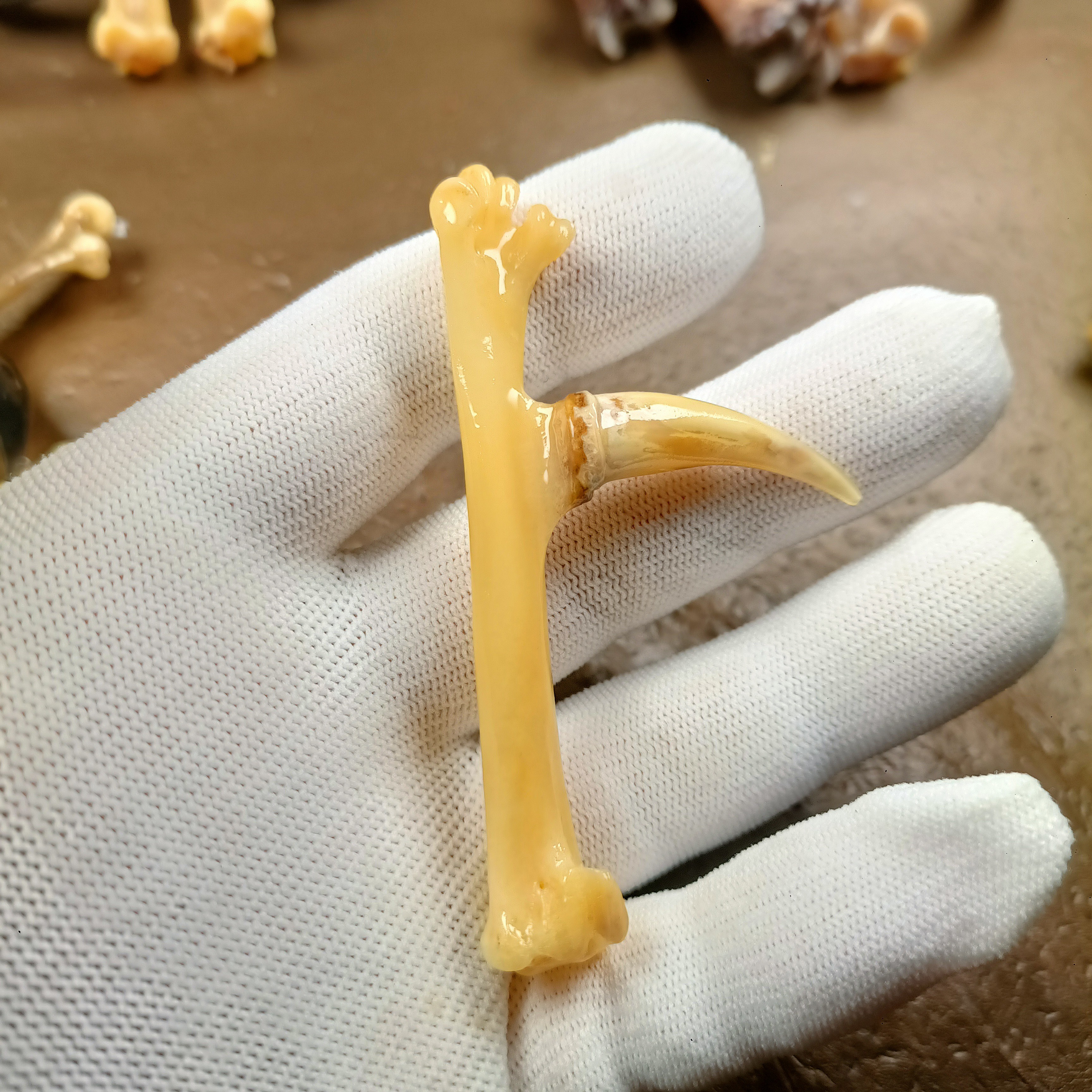 文玩鸡爪骨骨雕玉化单只