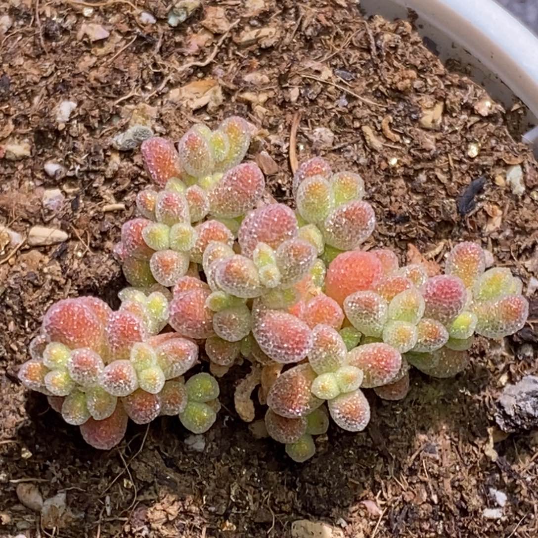 冰晶枝干番杏D744