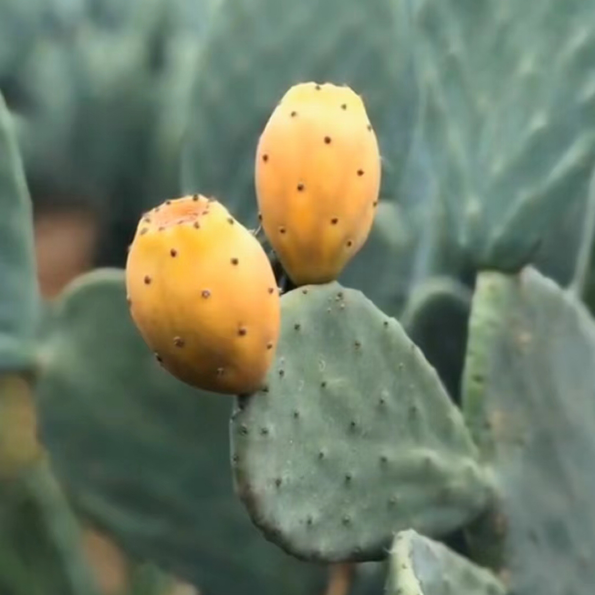 米邦塔仙人掌种植叶片可观赏食用的盆栽多肉植物