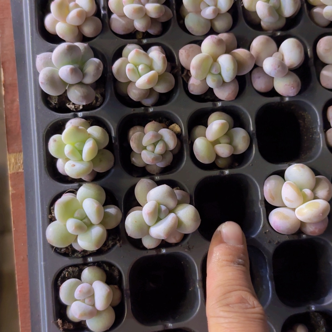 雪宝宝奶酪一颗量拍