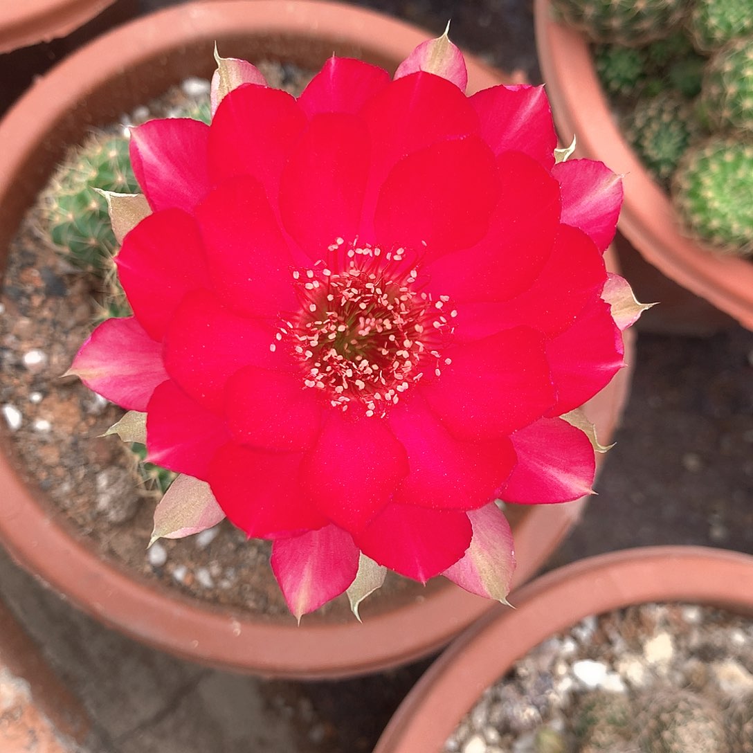 2050实生丽花15公分杯