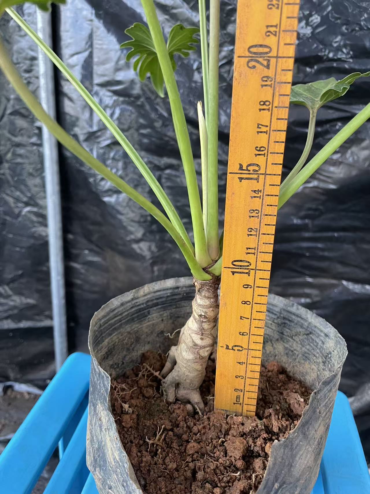 龙鳞小天使老桩绿植可水培土培好养易活盆栽