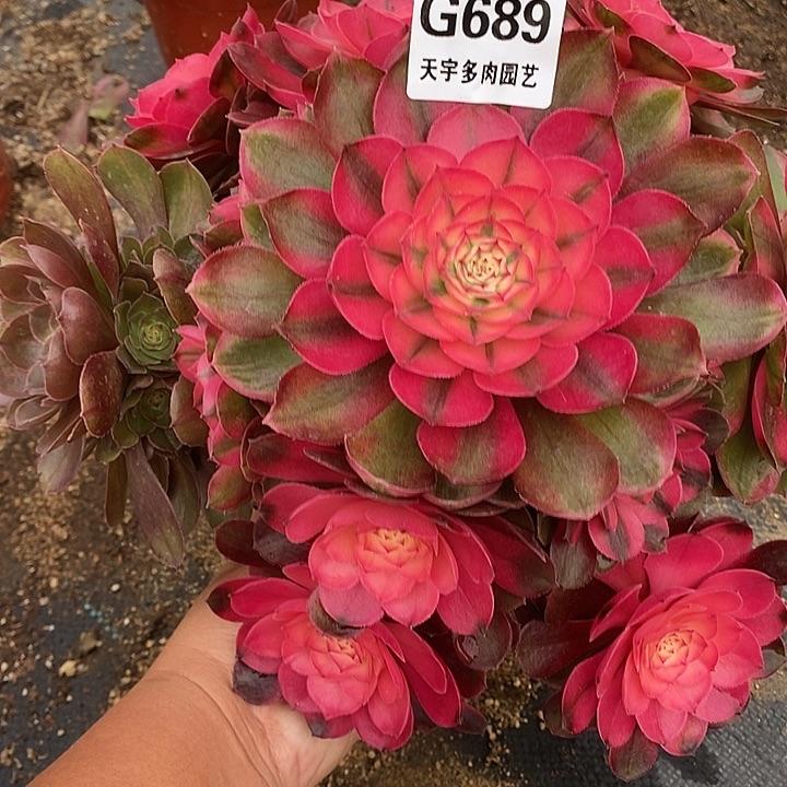 多肉植物荔枝689多肉