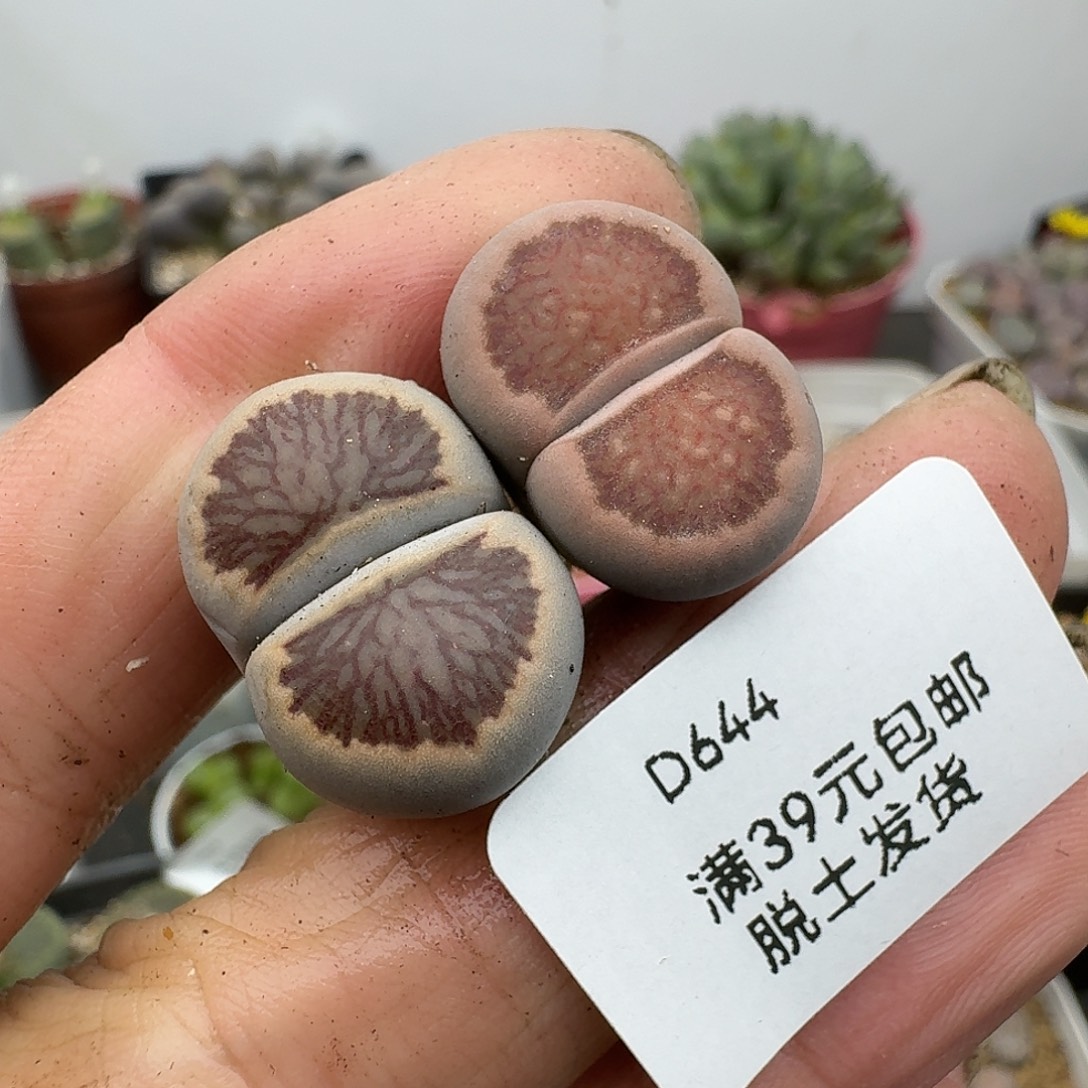 644多肉哈哈哈哈哈哈