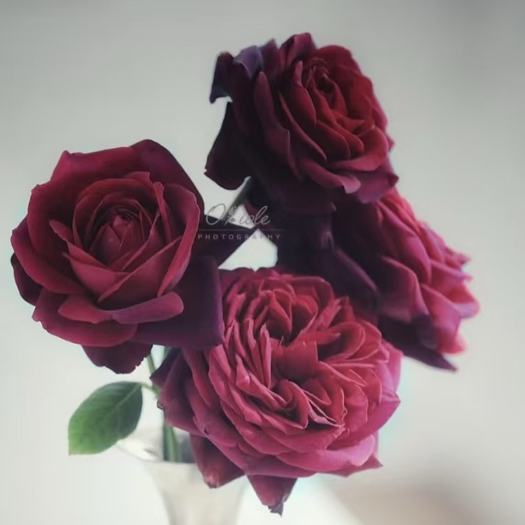 扦插中苗土球发【暗夜芬芳，狄安娜伯爵夫人】浓香，花瓣厚实丝绒质感