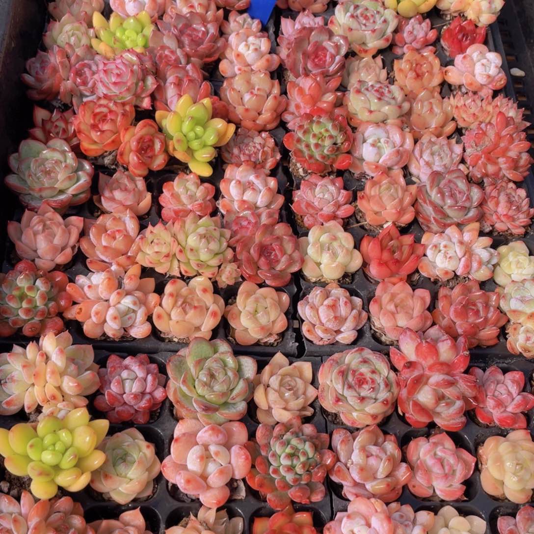 量拍71号 精品小可爱组合20个