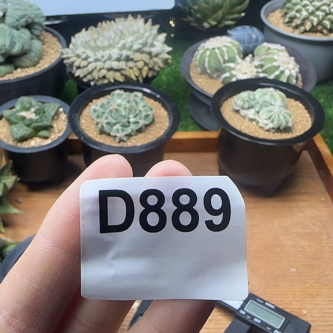 光琳推荐仙人球专拍