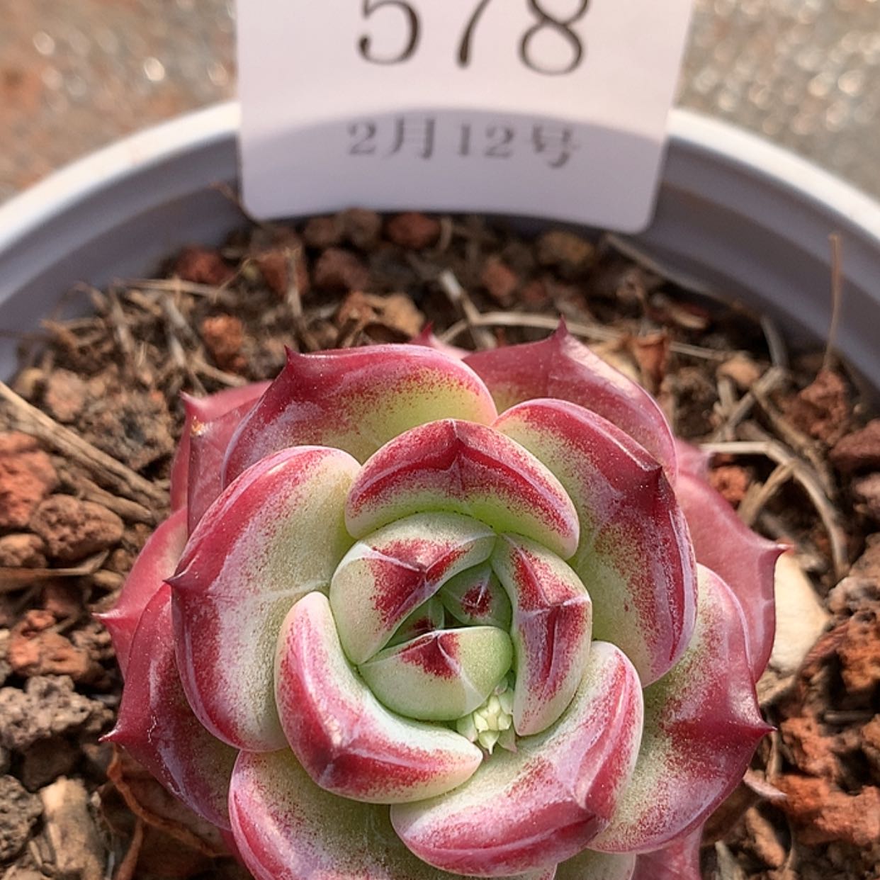 【闪购商品】云578