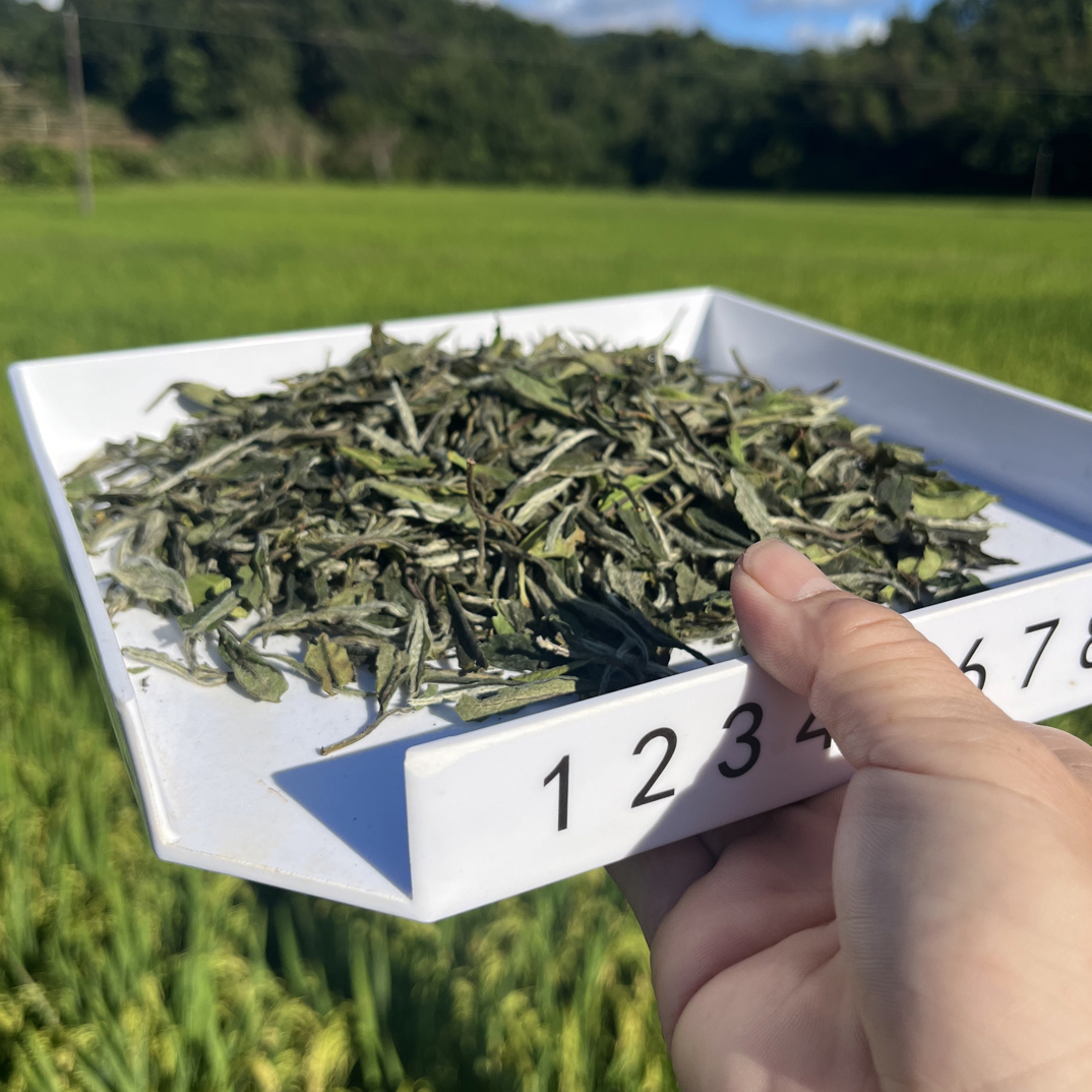 2025福鼎白茶磻溪高山二级白牡丹