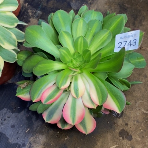 邀月阴阳多肉植物2743
