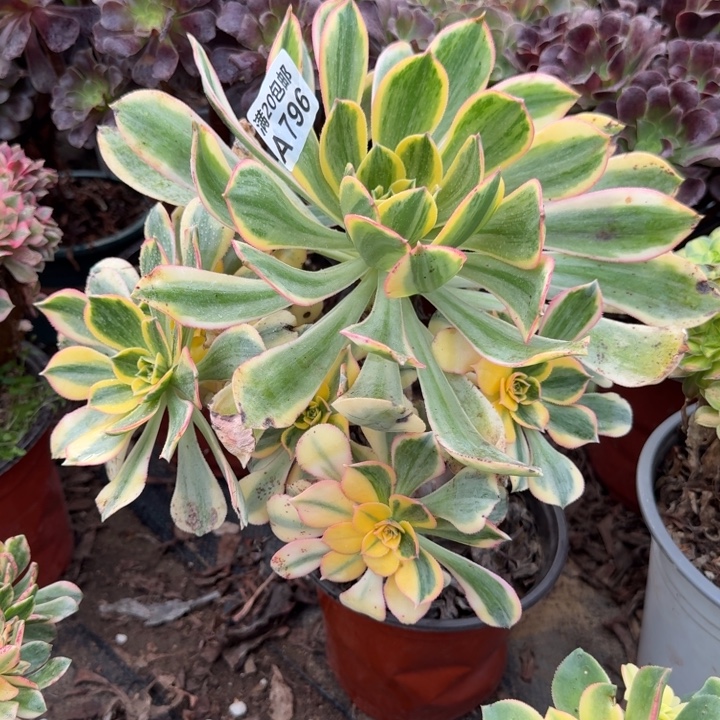 满20包邮，零下拍保温，796灿烂叶子黑斑正常