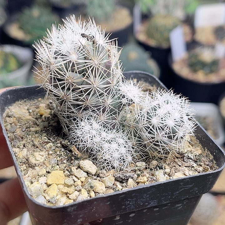 孤僻丸实生球群一颗