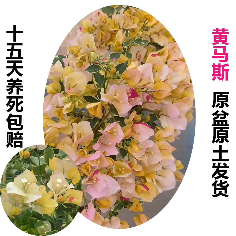 黄马斯(三角梅)原生大苗四季开花老桩爬藤植物