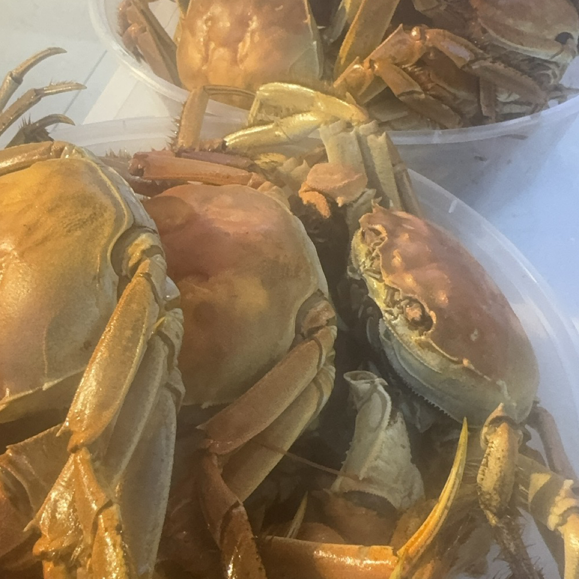 小时达盘锦河蟹公蟹2.5两～4两/只，3斤