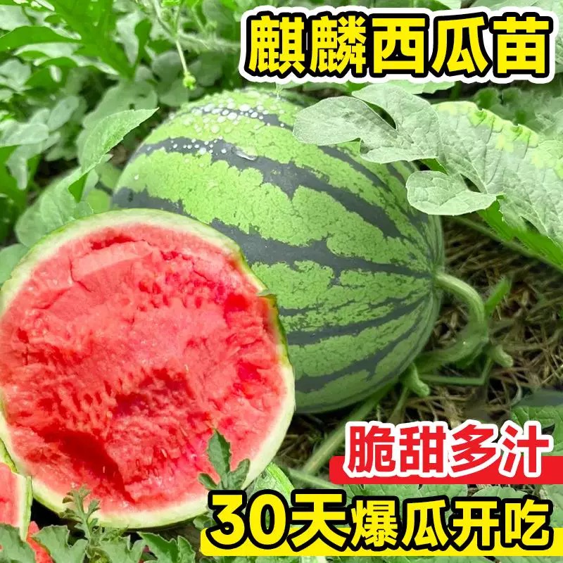 冰糖麒麟大西瓜苗脆甜多汁超大超甜西瓜苗基地直发