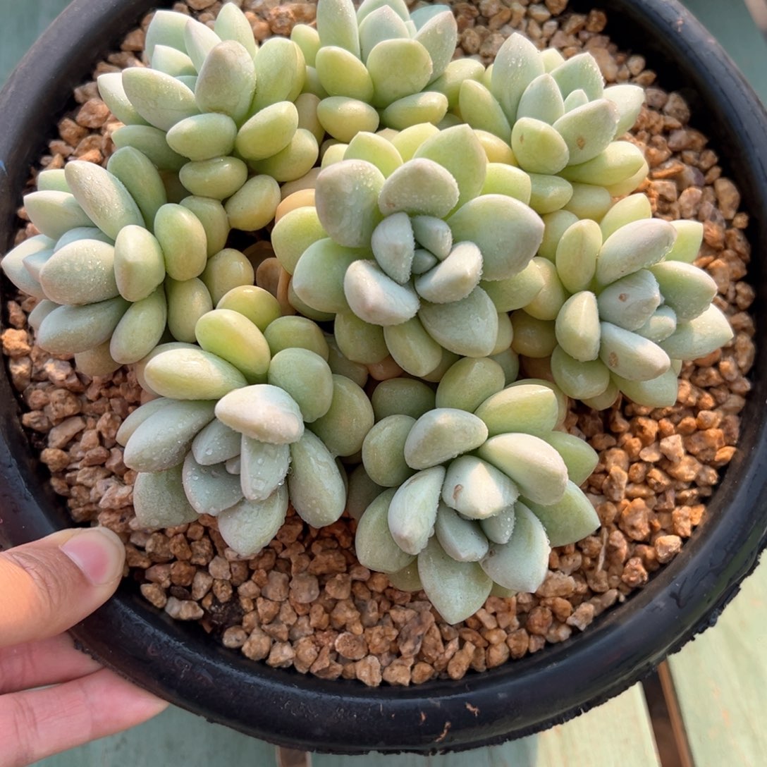 小**水3.13.08泡泡糖