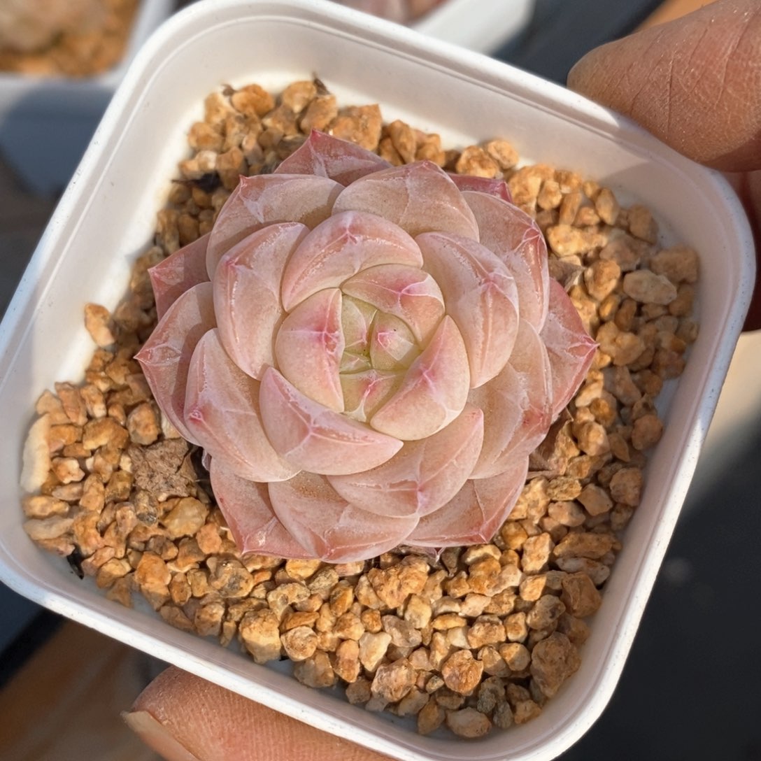 精品多肉一物一拍不包整63