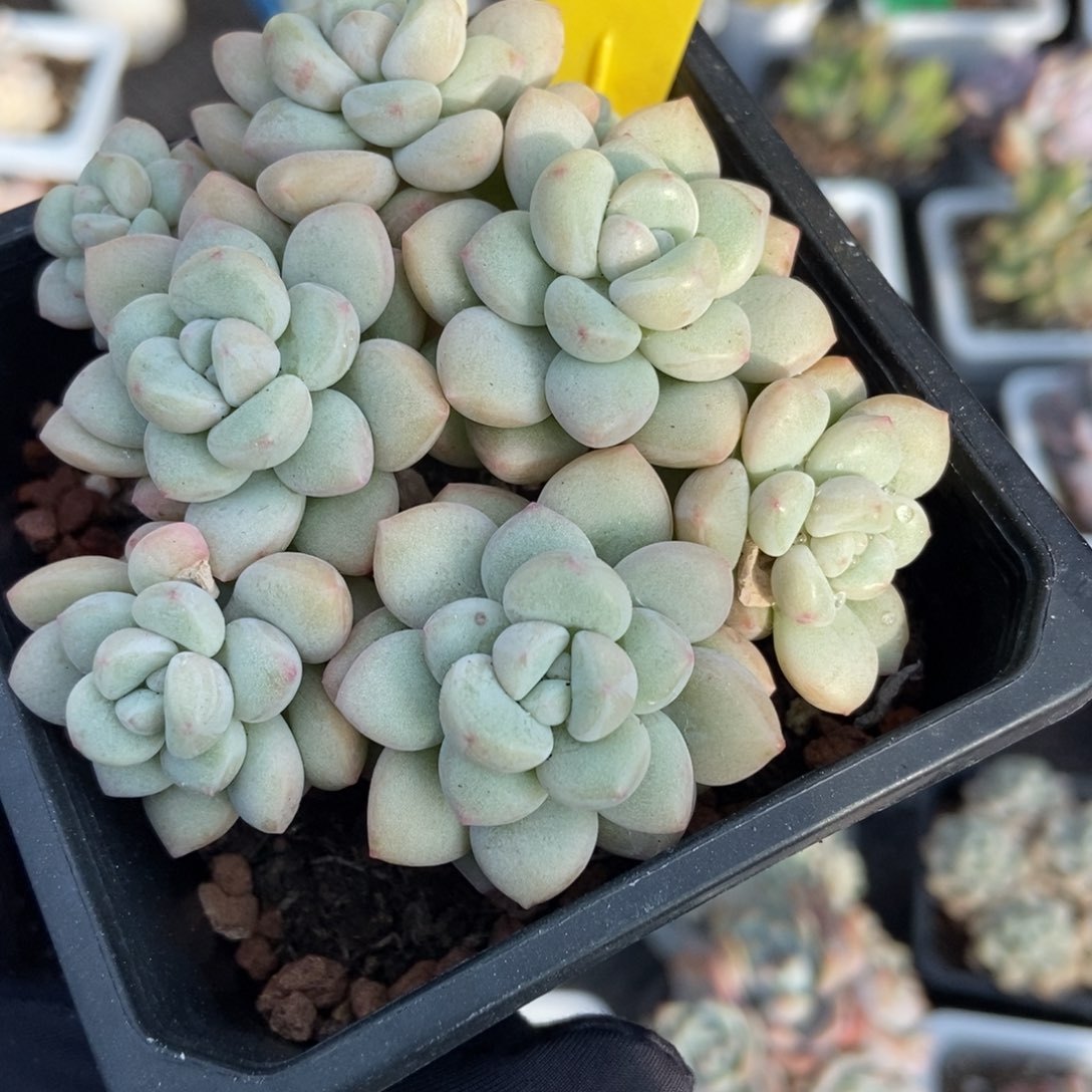 917泡泡糖多肉植物