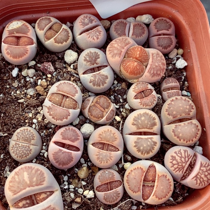 我的小姐姐们都是781