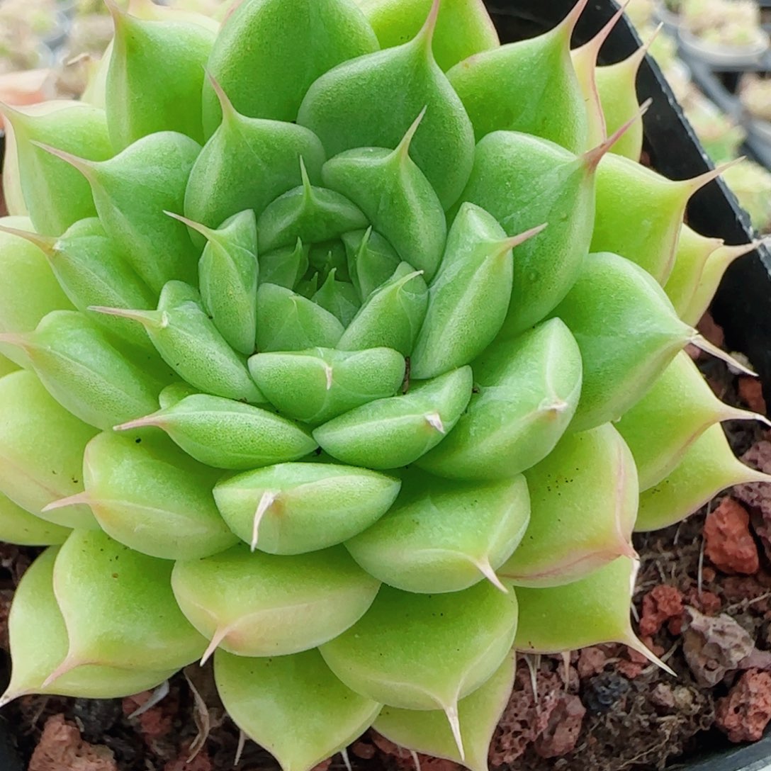 花语逸镜0525-143