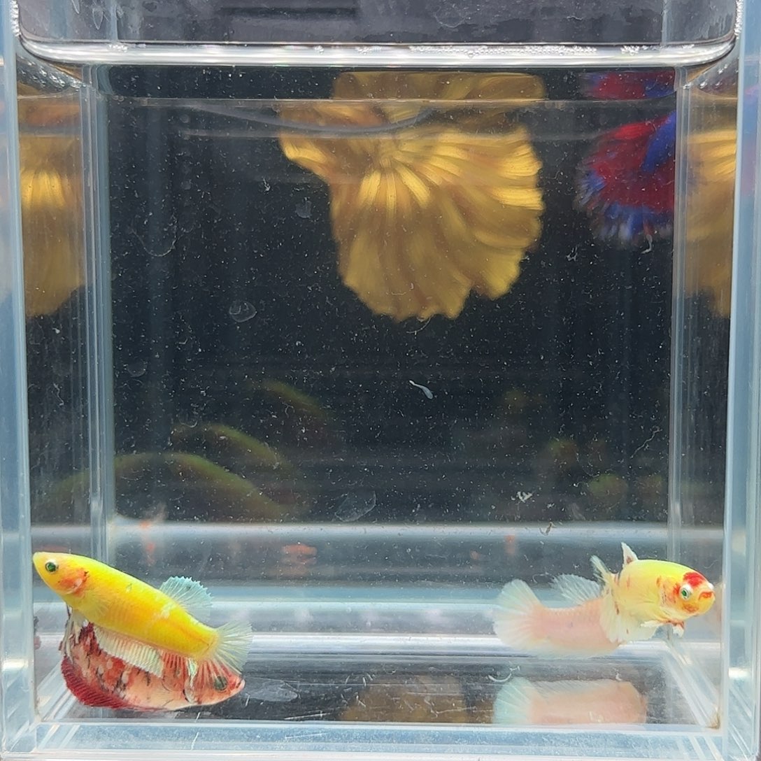 斗鱼活体观赏鱼好养耐活