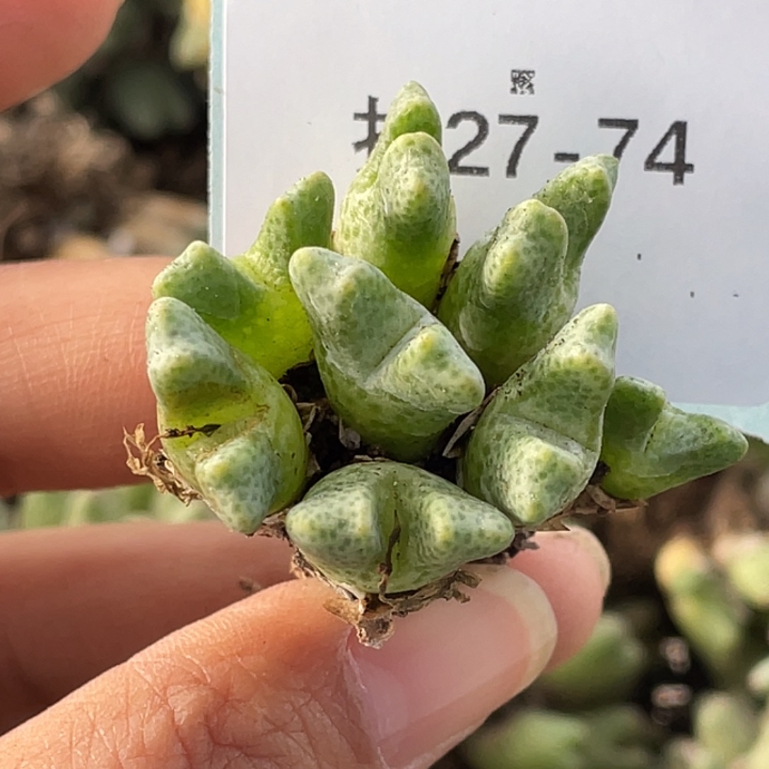 薰****27-74肉锥多肉植物