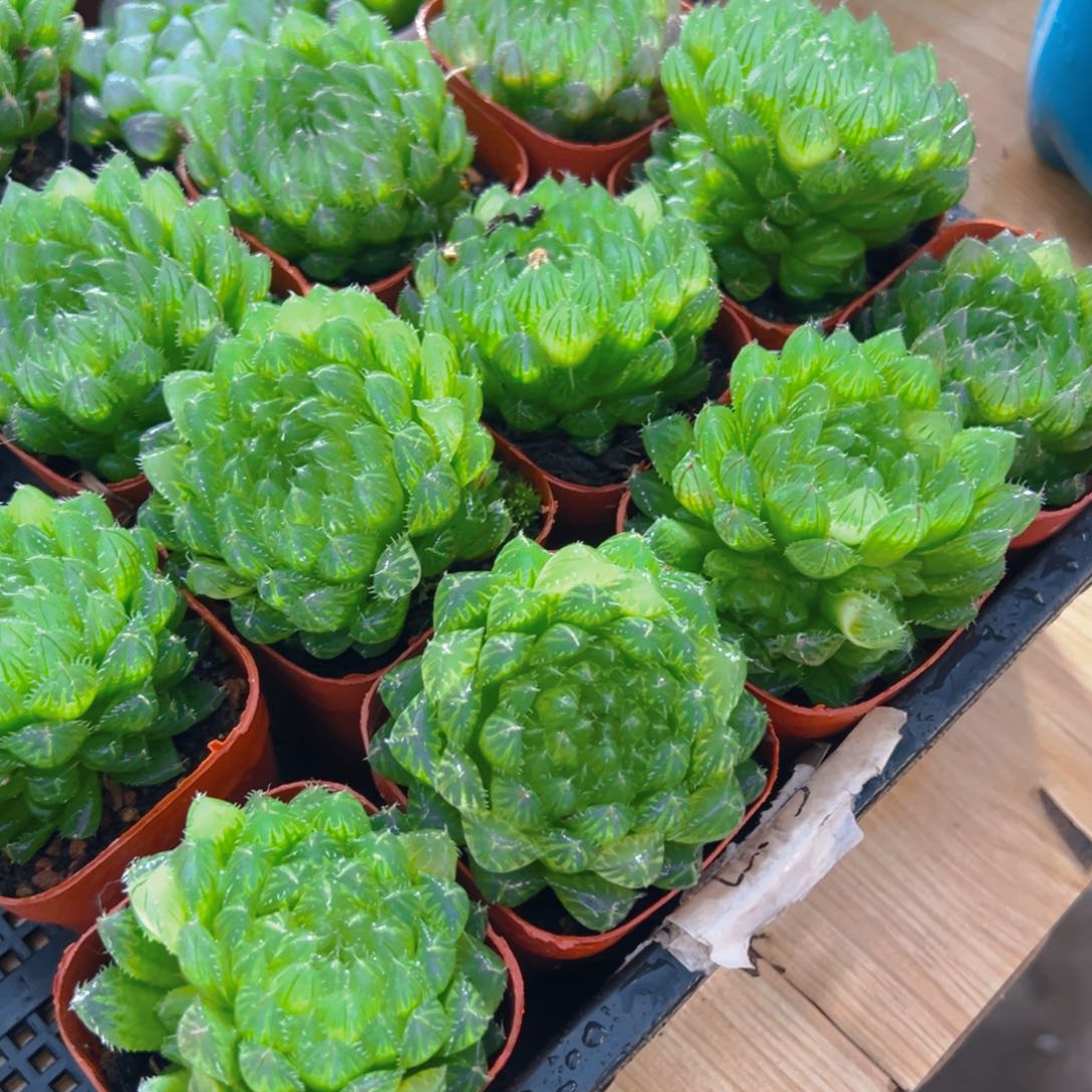 翠云玉露多肉多肉一颗