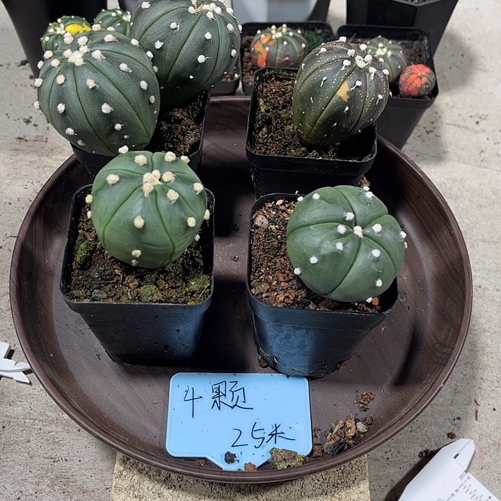 不开花植物仙人球