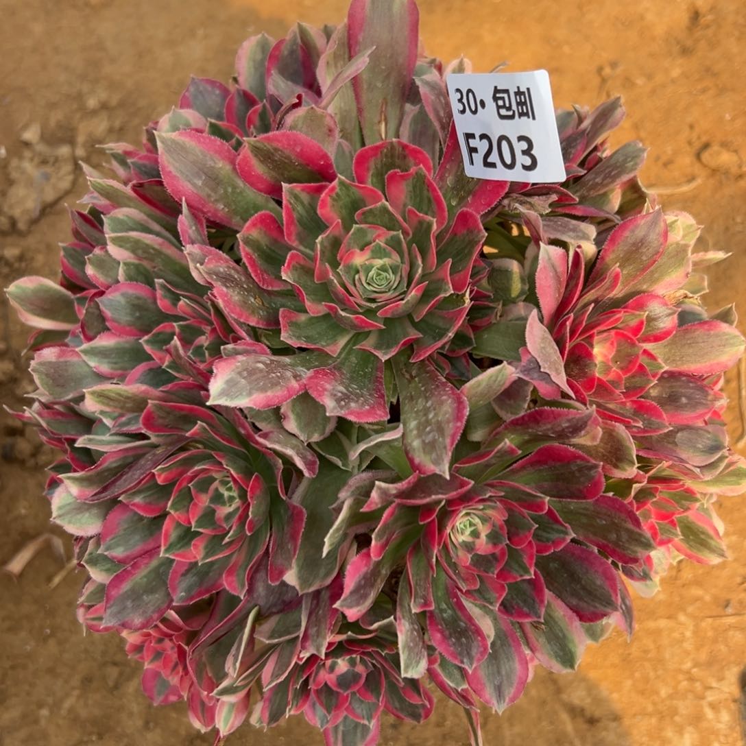 203妖月多肉法师