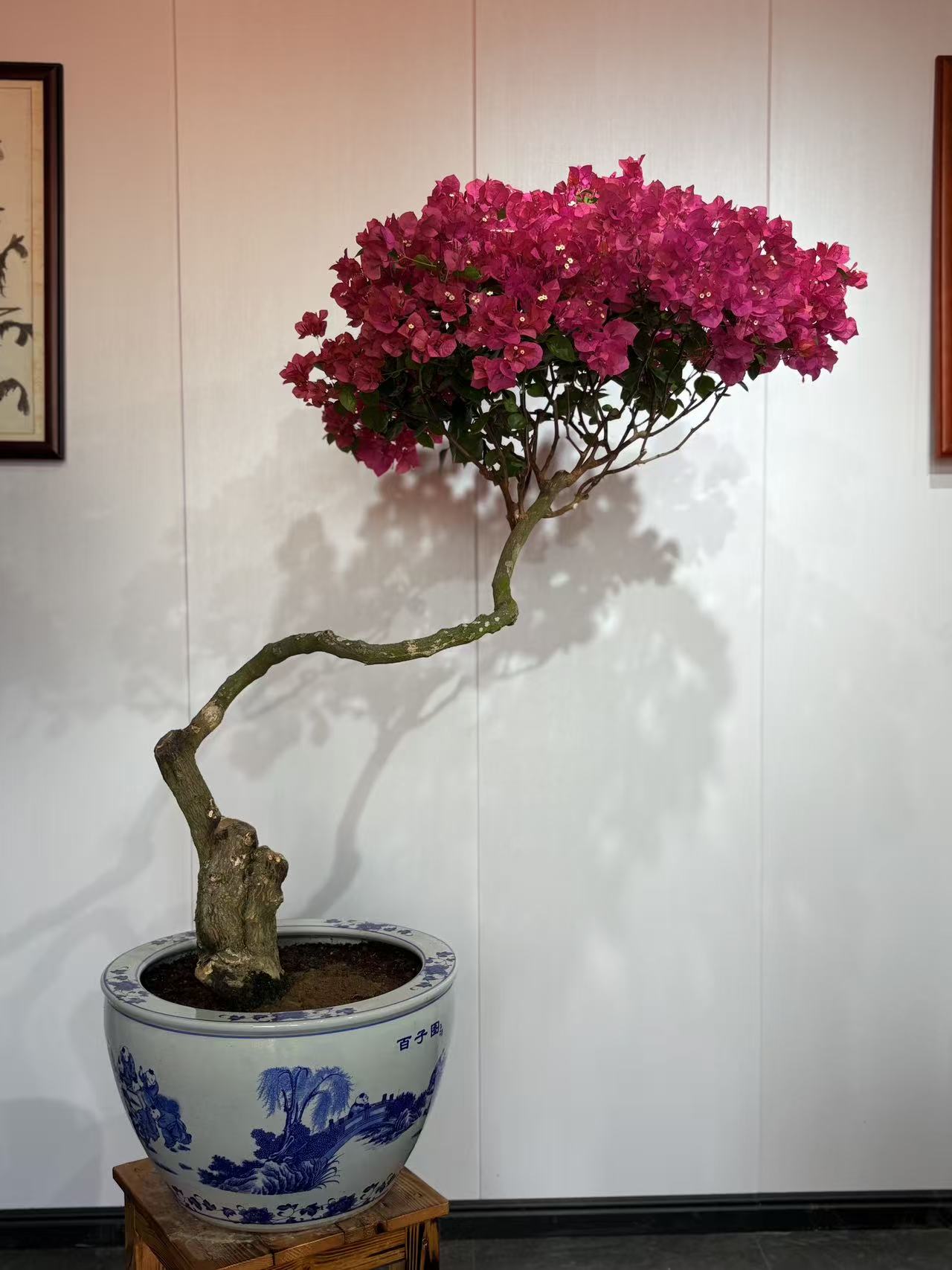 {黄旗园艺]老桩精品同安红三角梅