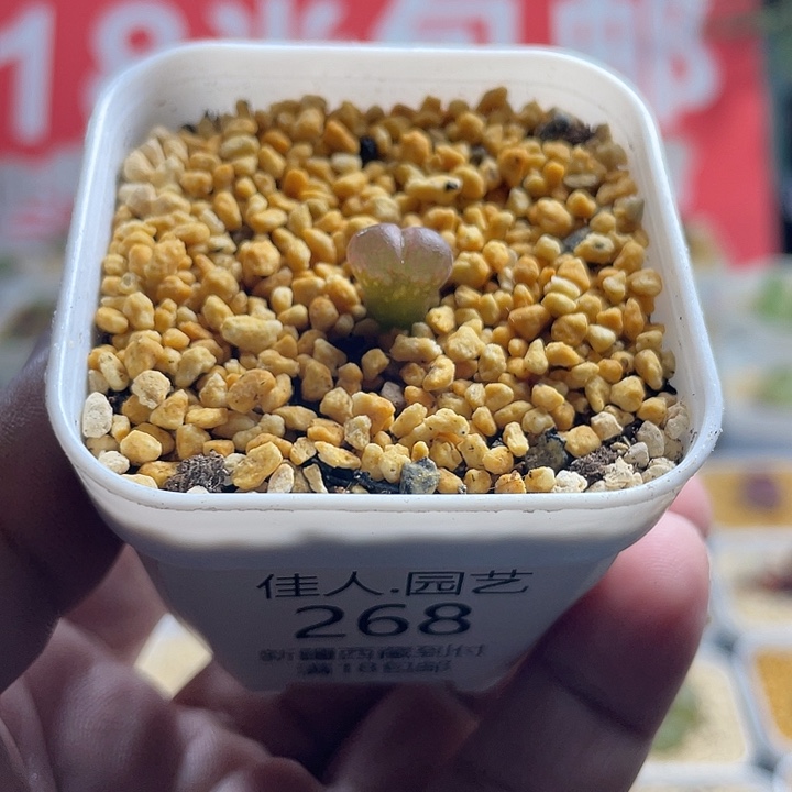 家人园艺多肉生石花c10 268
