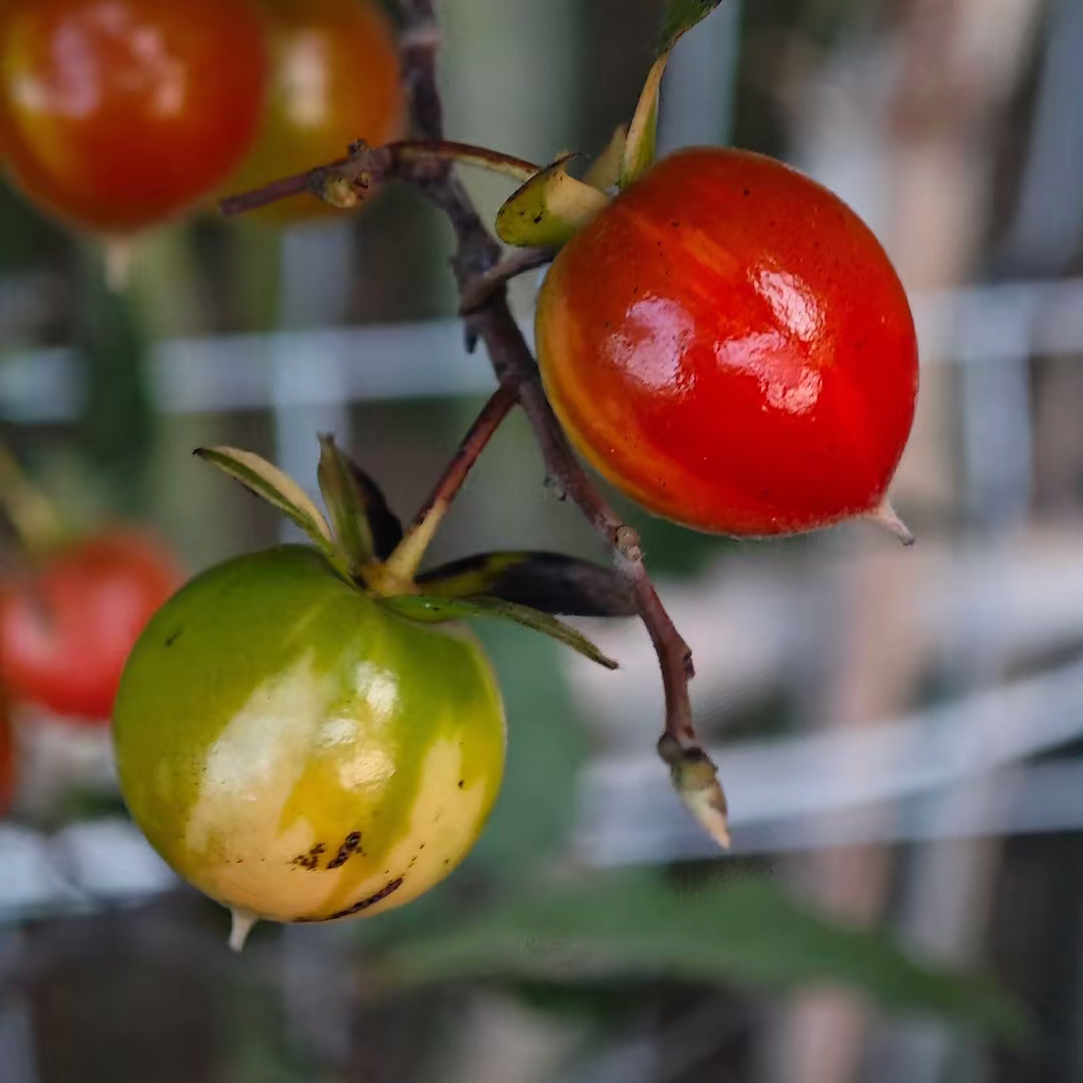 老鸦柿品种，直播间专用