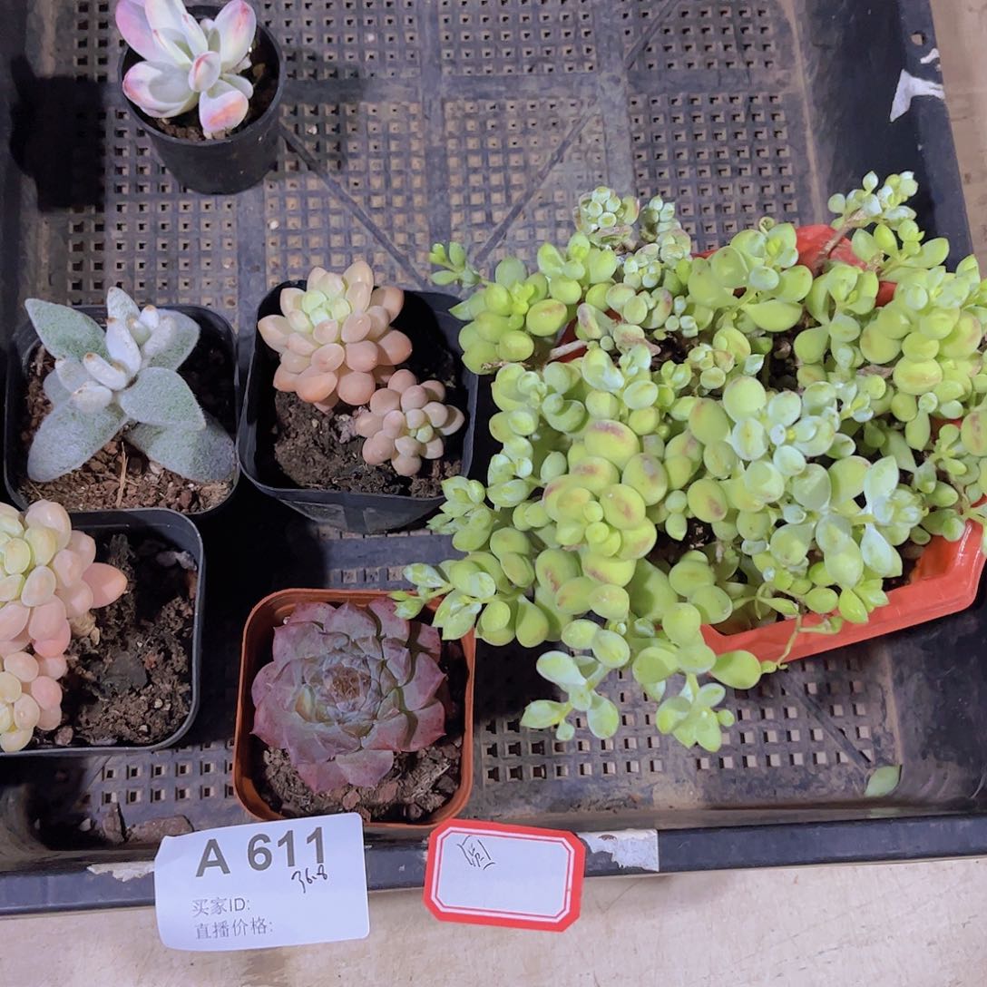 多肉611多肉植物，