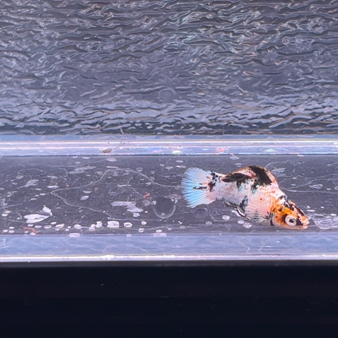 孔雀鱼玛丽鱼一条