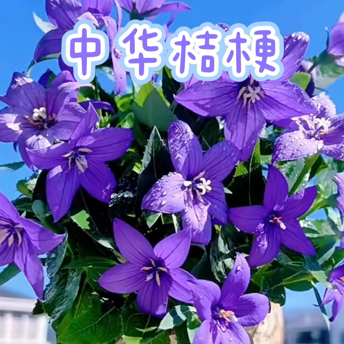 【中华桔梗】盆栽带花苞花卉绿植物室内好养活洋桔梗