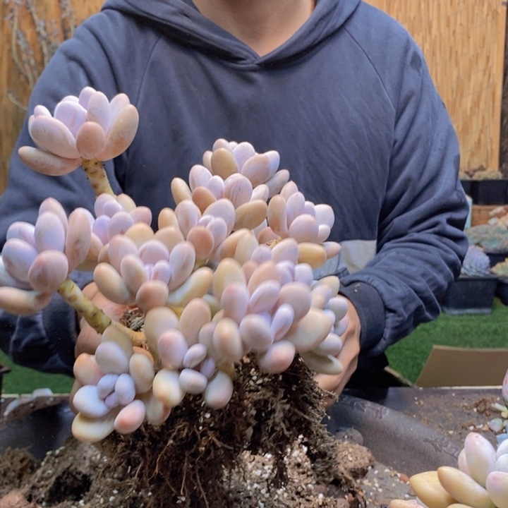 芯***熙346号桃美人多肉植物