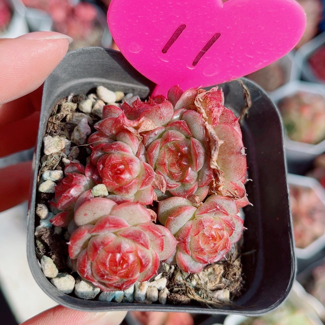 11号小老桩珍妮群