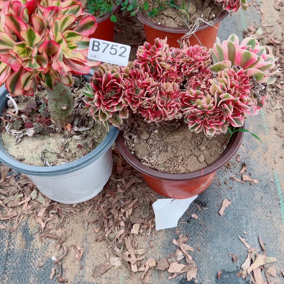 略***略752两颗组合多肉植物法师