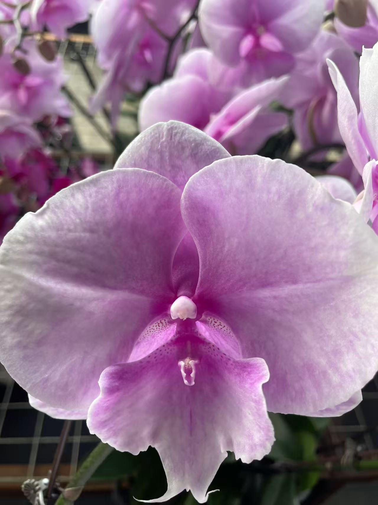 （迷雾）室内高端兰花