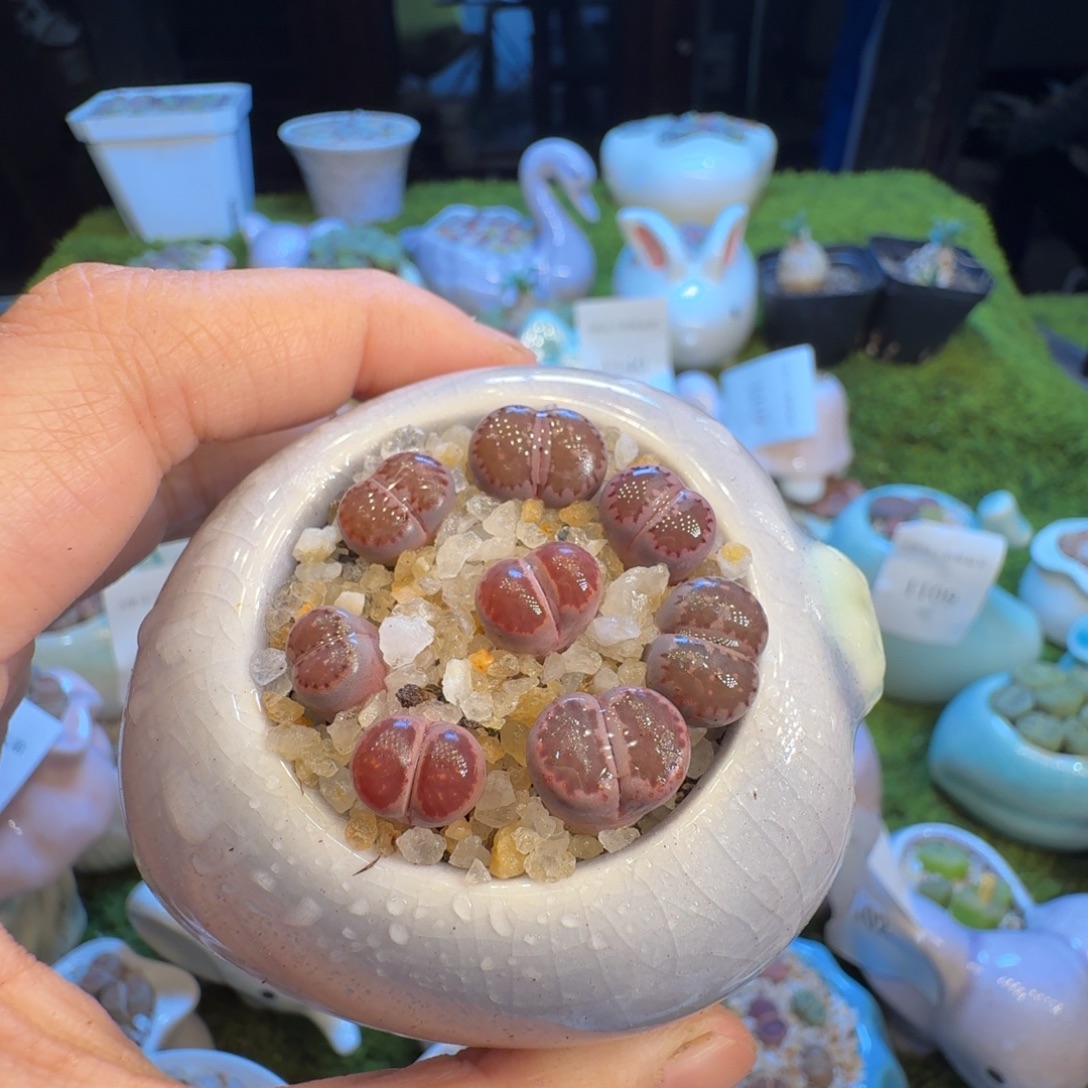 宋***沐多肉植物福利冲1236